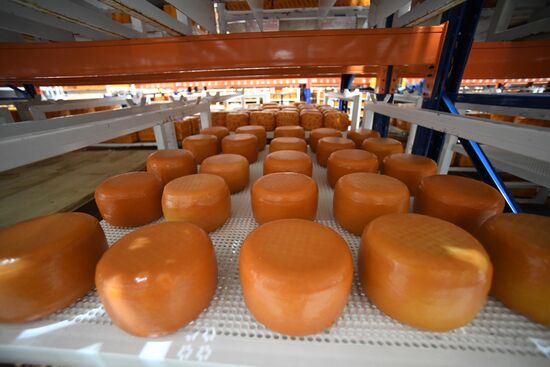 Производство сыров в Крыму 