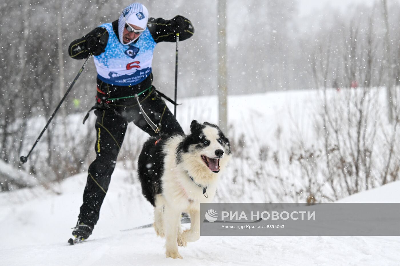 Чемпионат по ездовому спорту  "Рождественский заезд - 2024" в Новосибирске