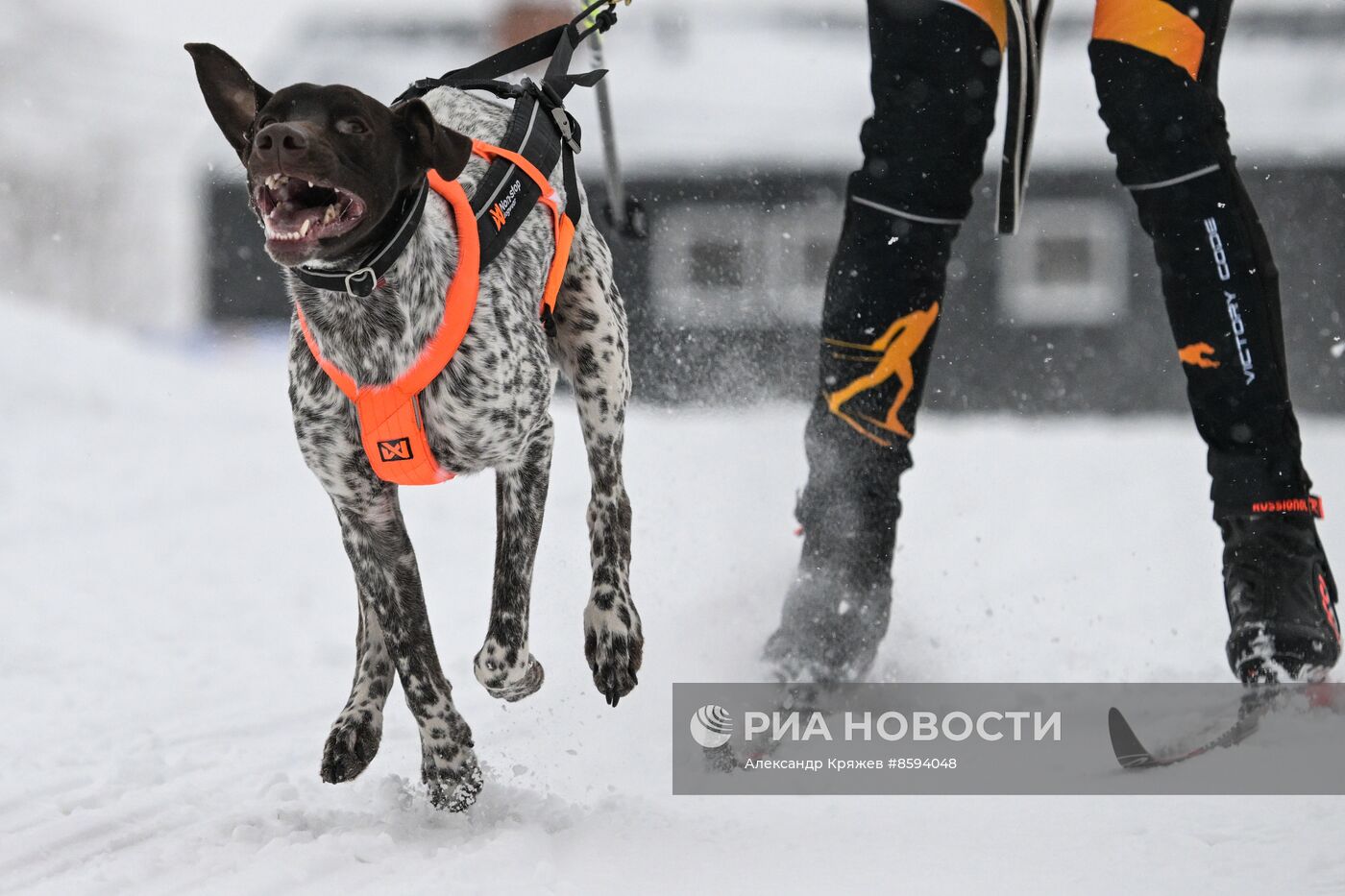 Чемпионат по ездовому спорту "Рождественский заезд - 2024" в Новосибирске