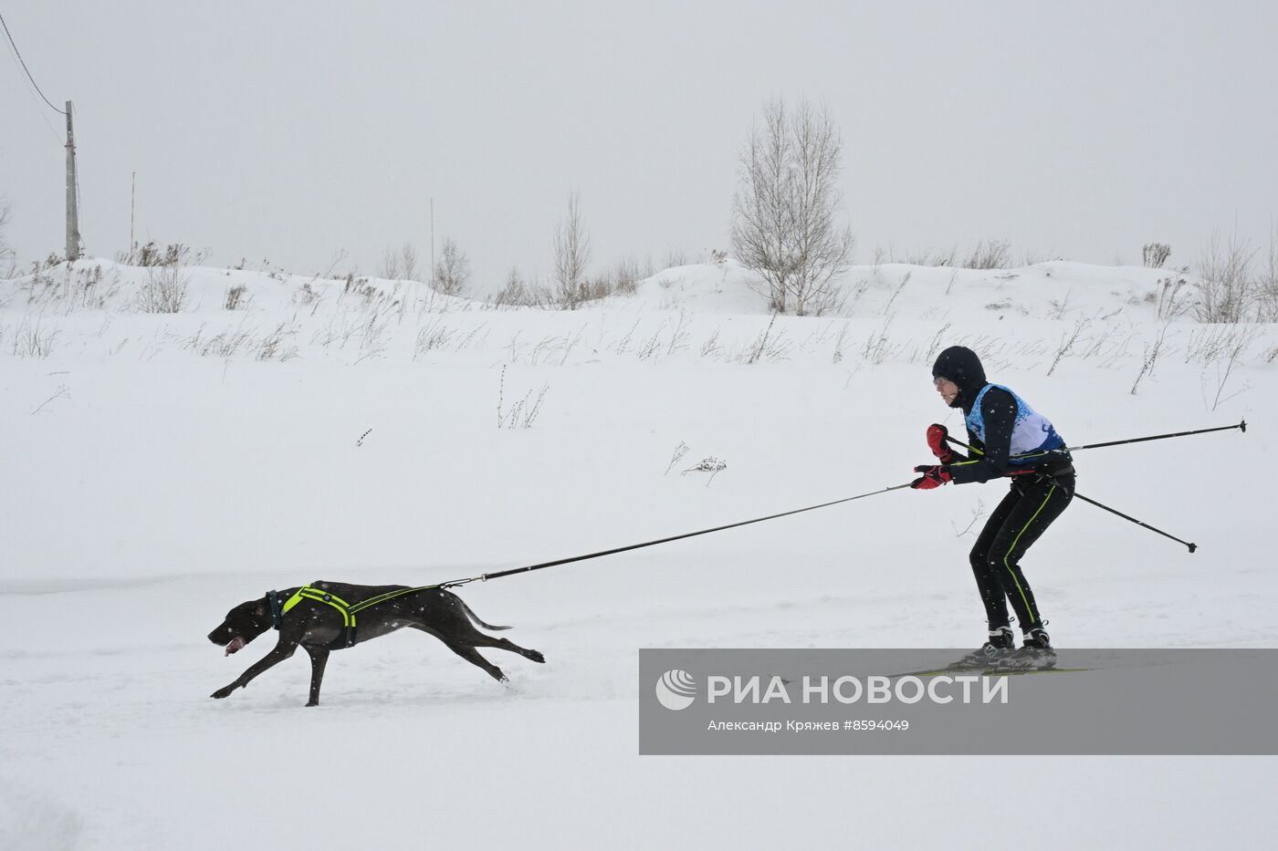 Чемпионат по ездовому спорту "Рождественский заезд - 2024" в Новосибирске