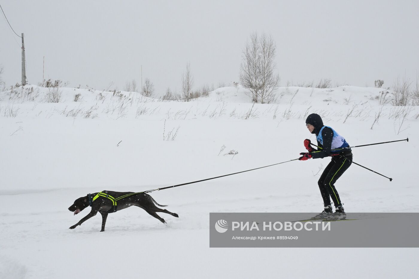 Чемпионат по ездовому спорту  "Рождественский заезд - 2024" в Новосибирске