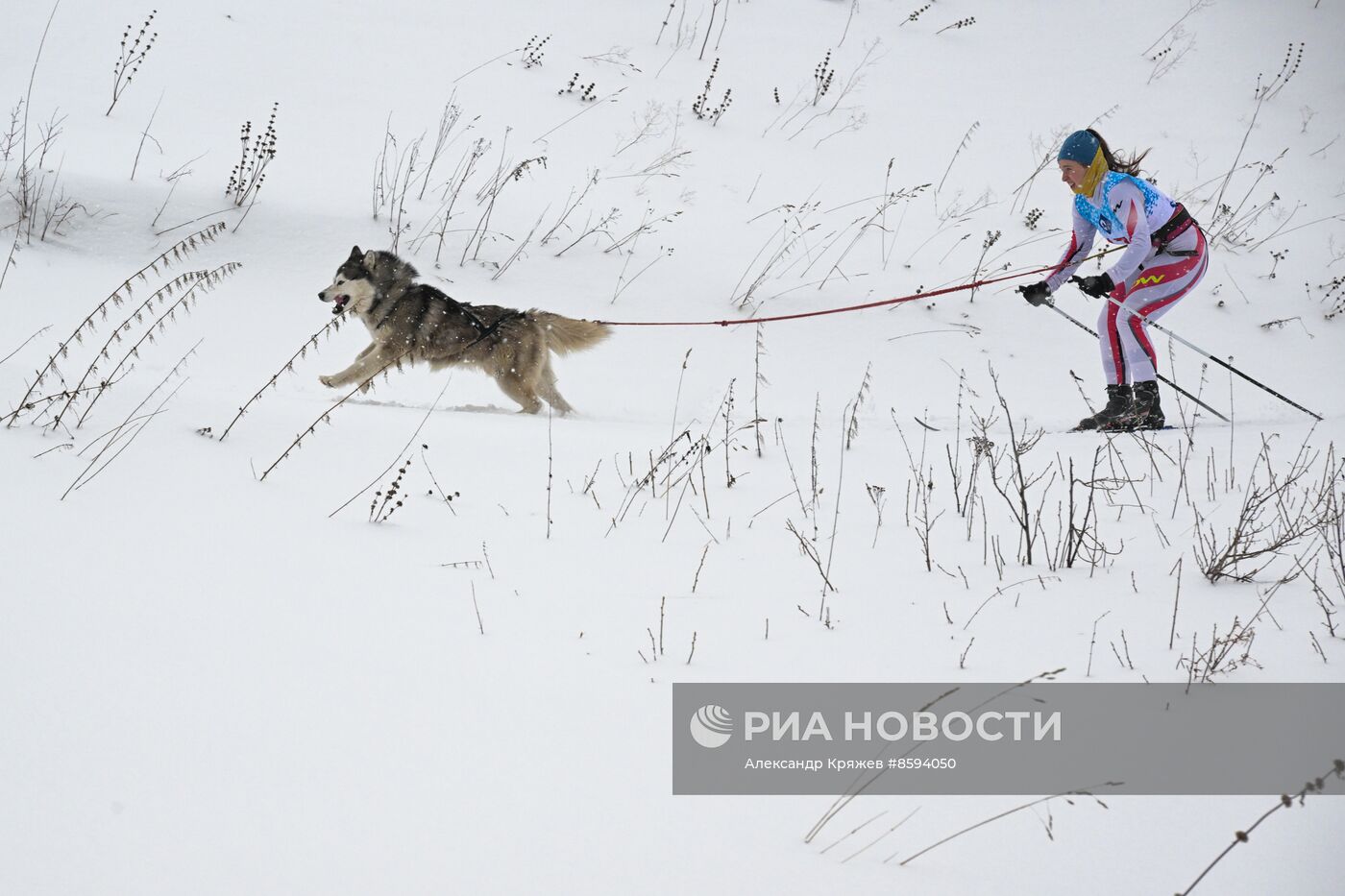 Чемпионат по ездовому спорту  "Рождественский заезд - 2024" в Новосибирске