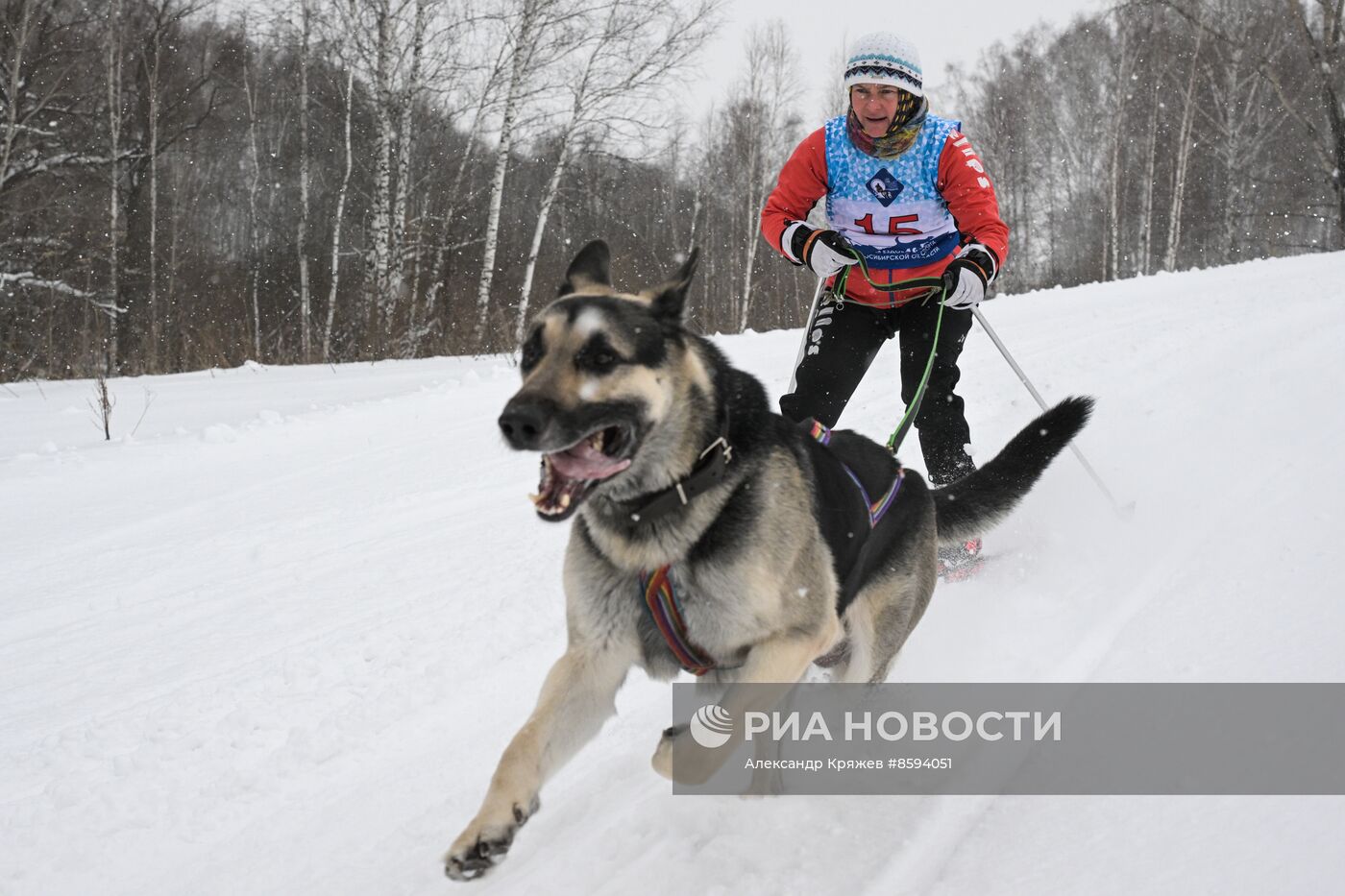 Чемпионат по ездовому спорту  "Рождественский заезд - 2024" в Новосибирске