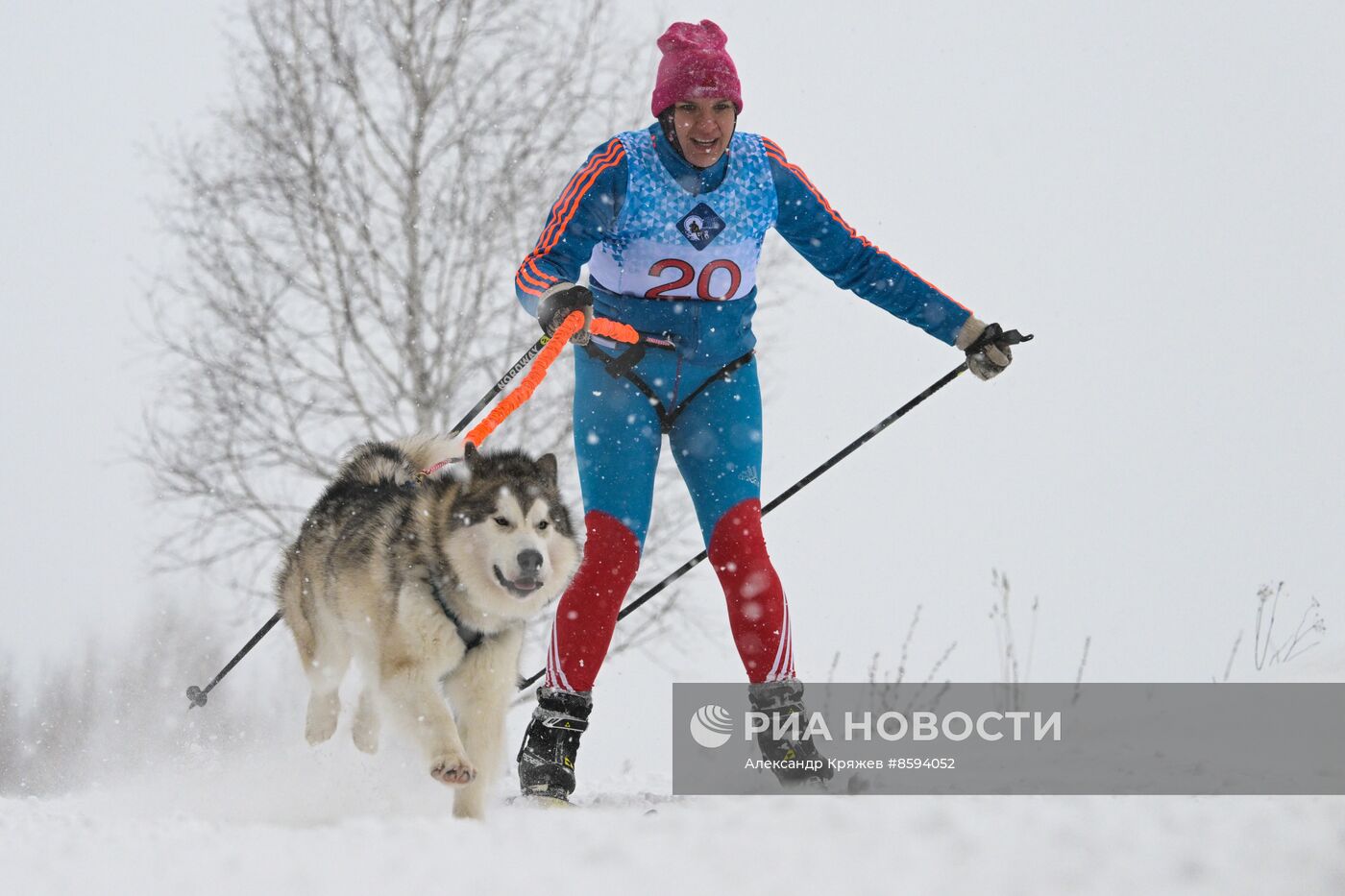 Чемпионат по ездовому спорту  "Рождественский заезд - 2024" в Новосибирске