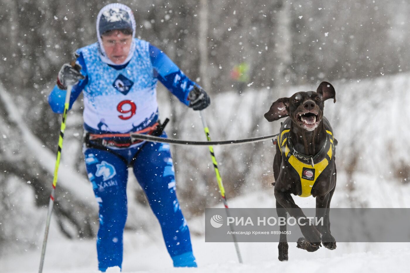 Чемпионат по ездовому спорту  "Рождественский заезд - 2024" в Новосибирске