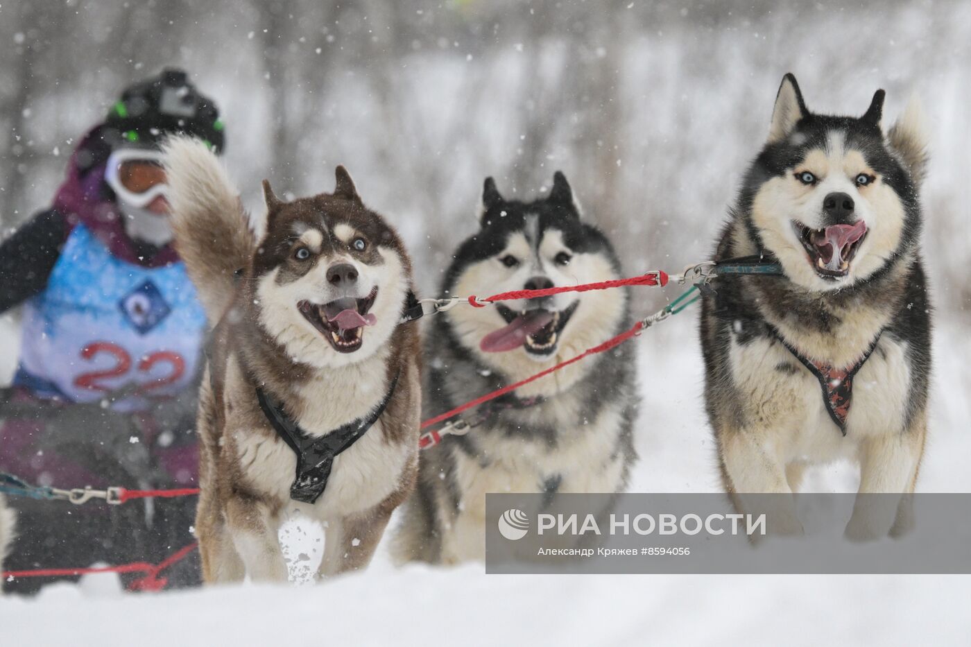 Чемпионат по ездовому спорту  "Рождественский заезд - 2024" в Новосибирске