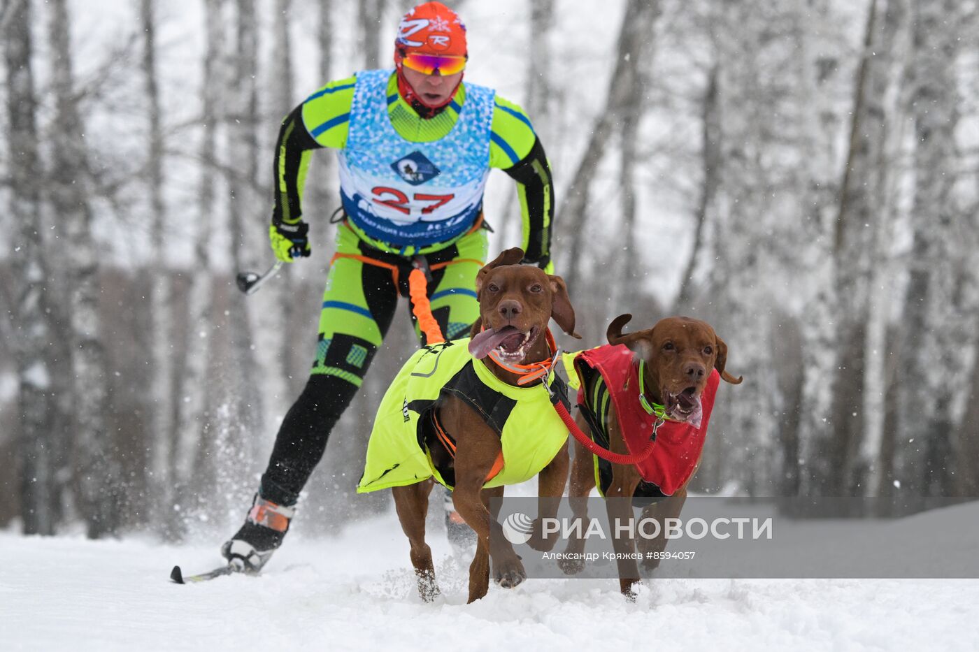 Чемпионат по ездовому спорту  "Рождественский заезд - 2024" в Новосибирске