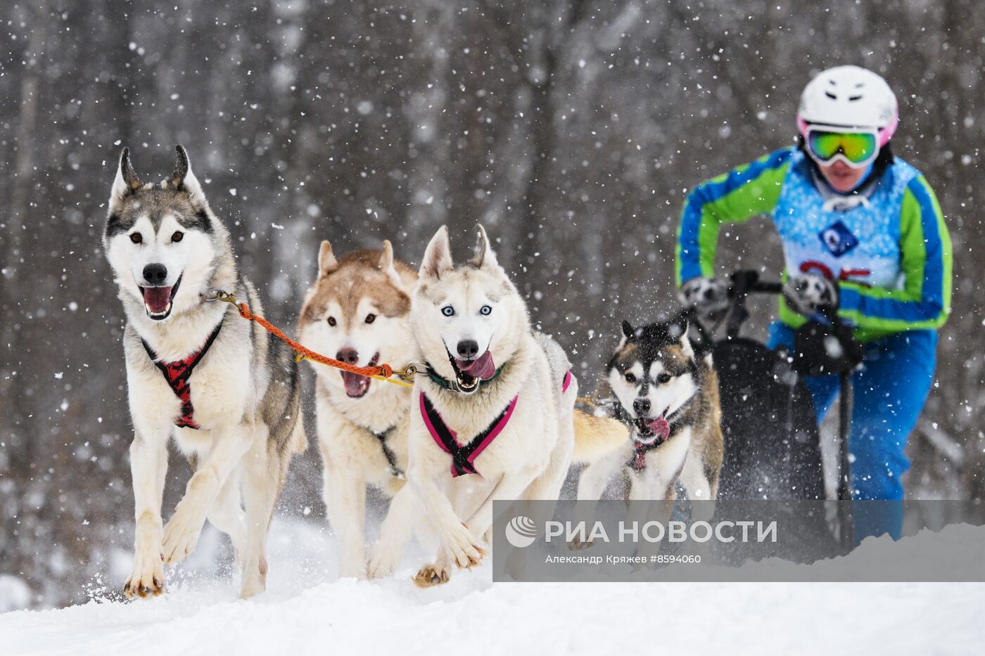Чемпионат по ездовому спорту "Рождественский заезд - 2024" в Новосибирске