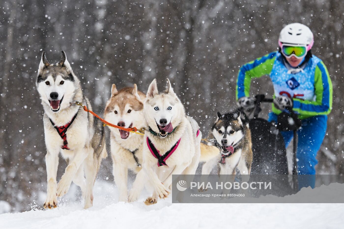 Чемпионат по ездовому спорту  "Рождественский заезд - 2024" в Новосибирске