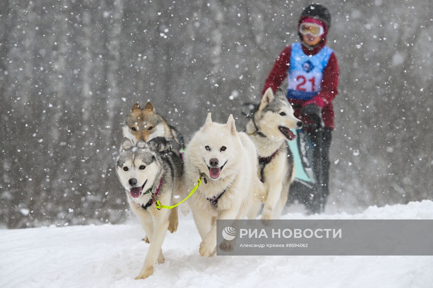 Чемпионат по ездовому спорту  "Рождественский заезд - 2024" в Новосибирске