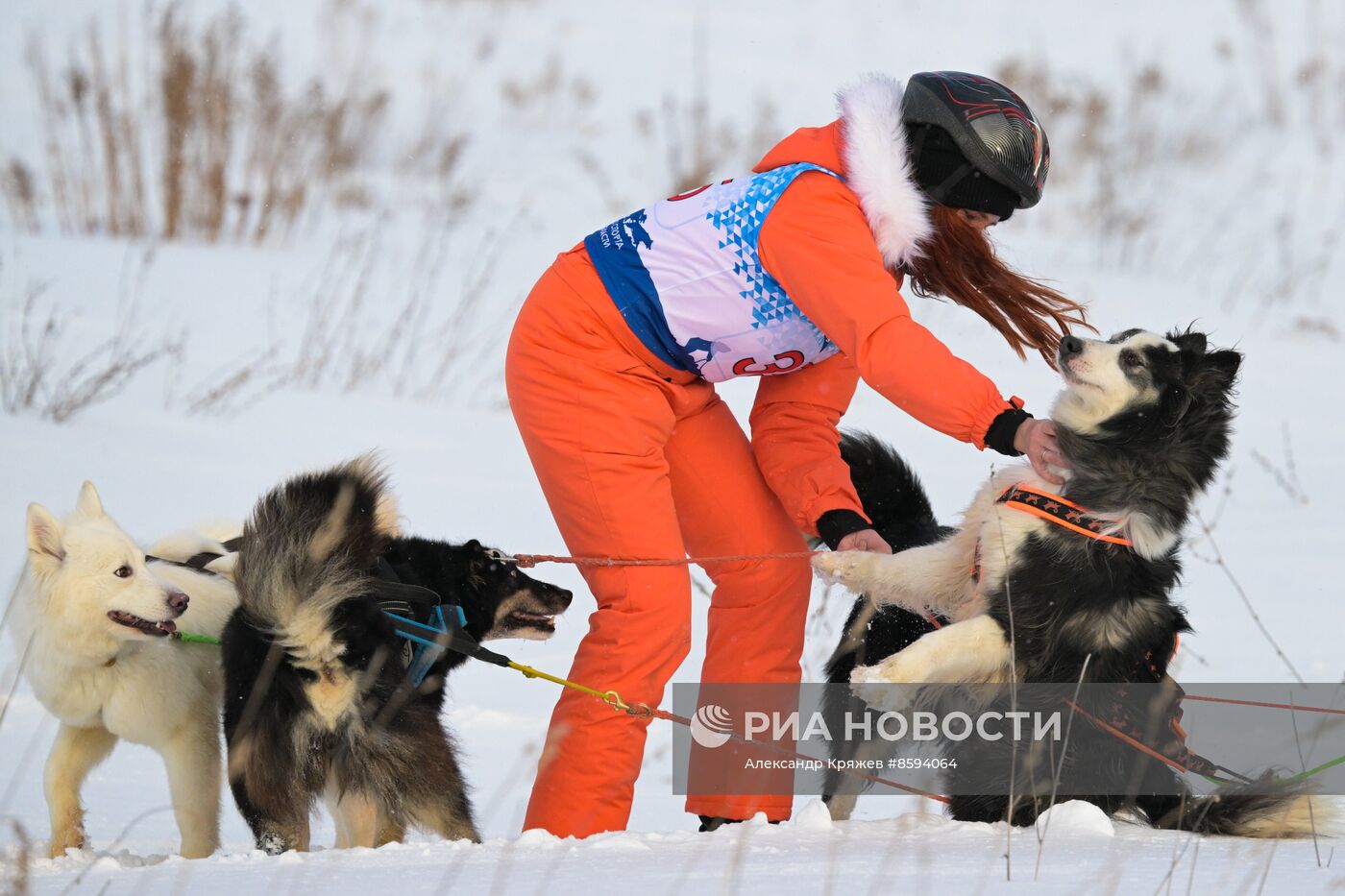 Чемпионат по ездовому спорту "Рождественский заезд - 2024" в Новосибирске
