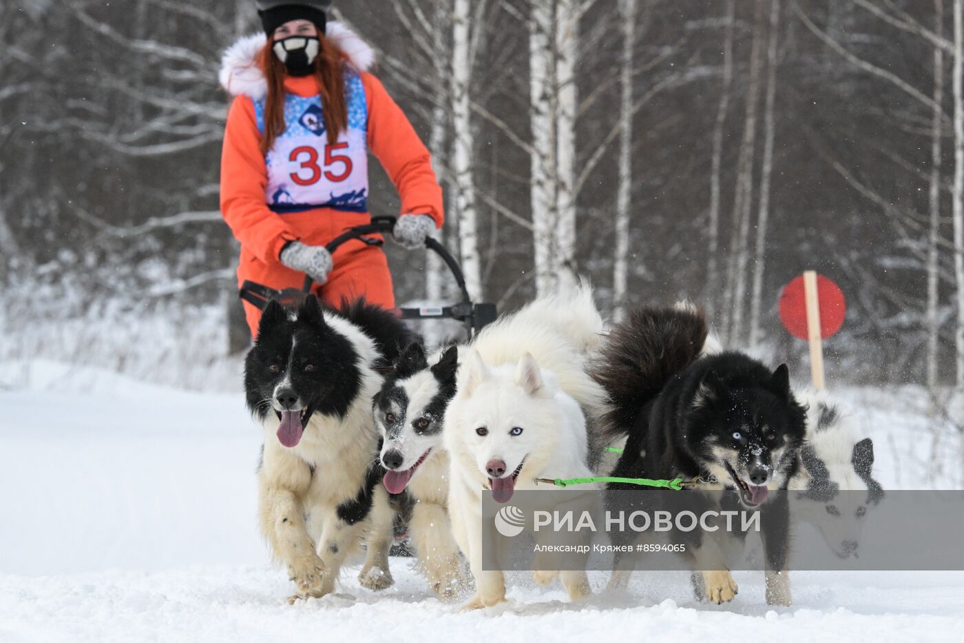 Чемпионат по ездовому спорту  "Рождественский заезд - 2024" в Новосибирске