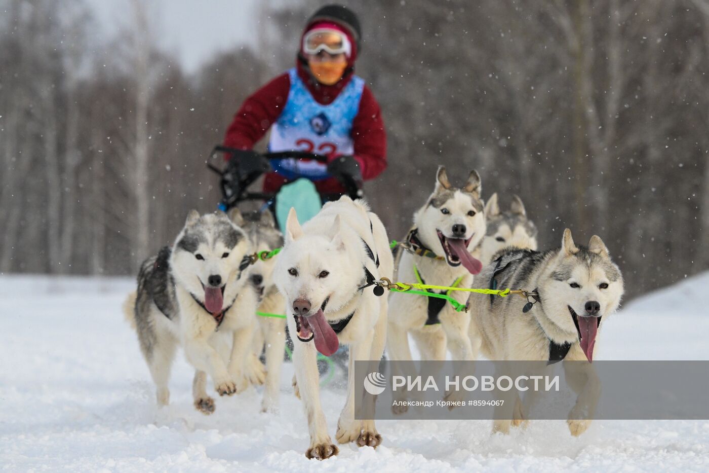 Чемпионат по ездовому спорту "Рождественский заезд - 2024" в Новосибирске