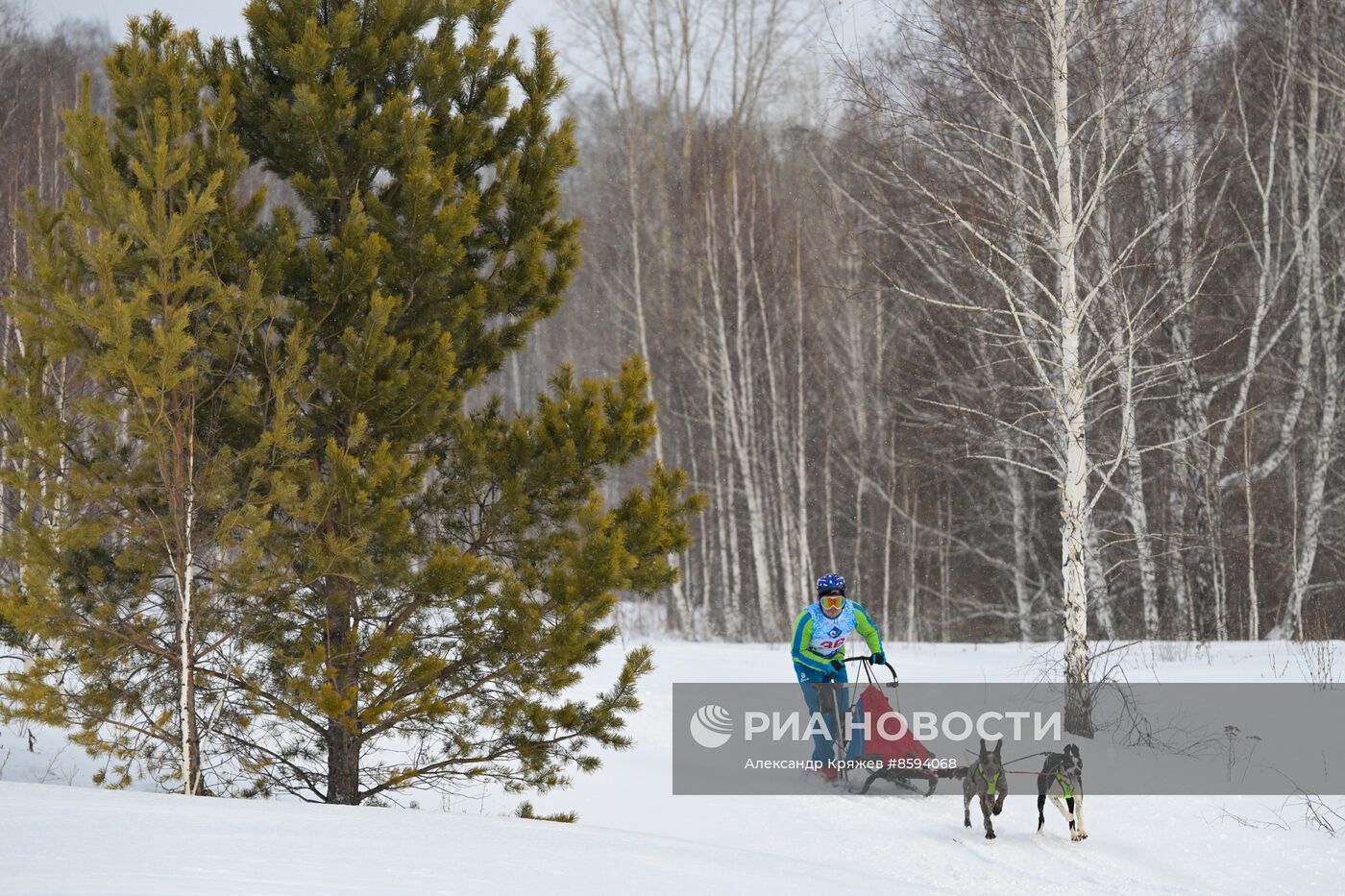 Чемпионат по ездовому спорту  "Рождественский заезд - 2024" в Новосибирске