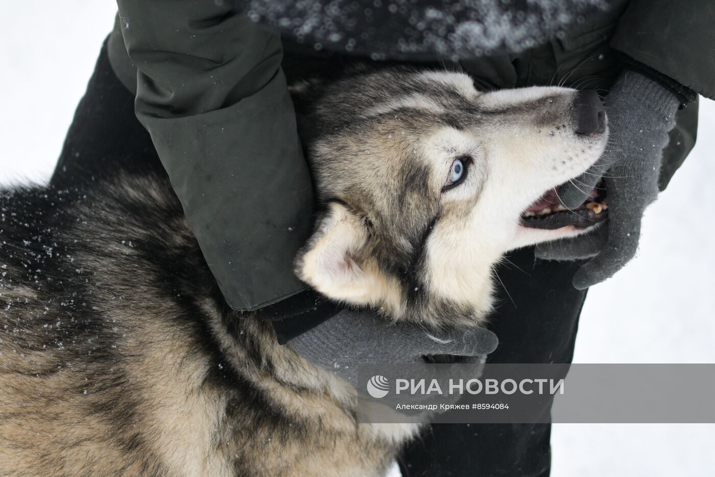 Чемпионат по ездовому спорту  "Рождественский заезд - 2024" в Новосибирске