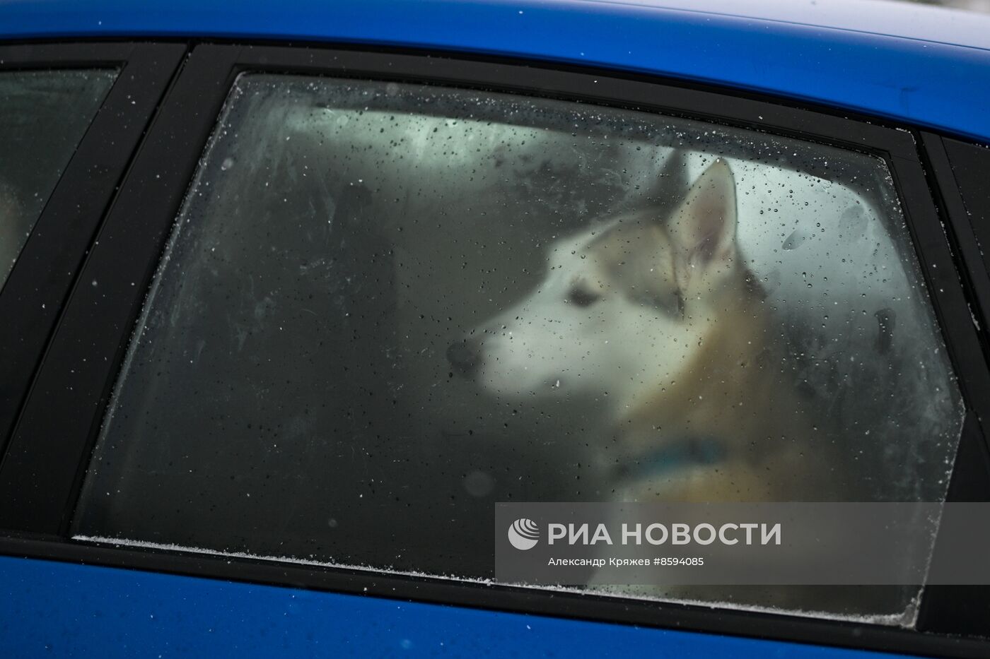 Чемпионат по ездовому спорту "Рождественский заезд - 2024" в Новосибирске