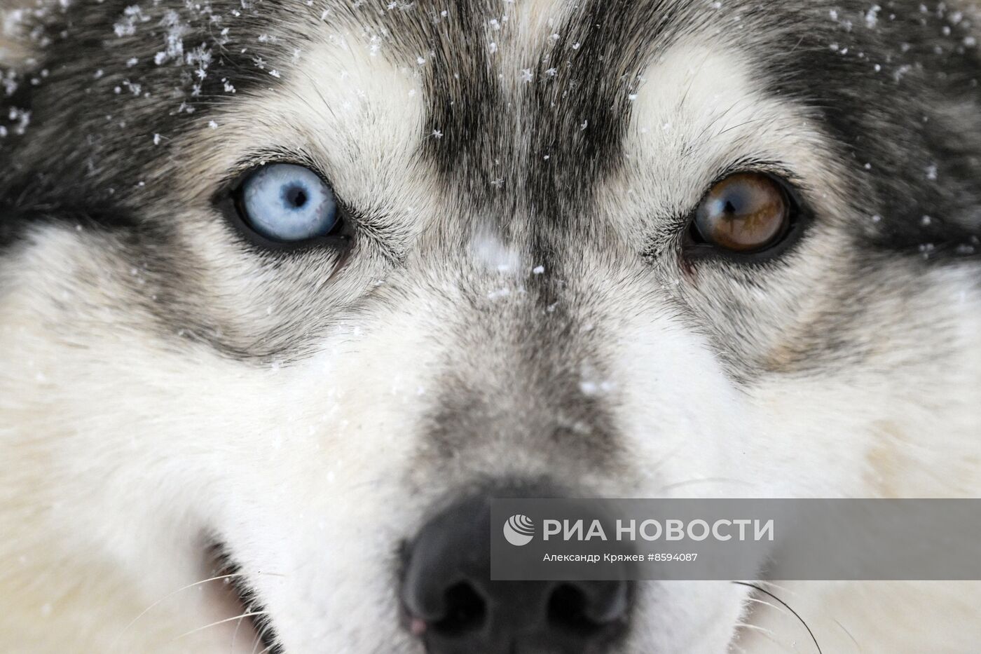 Чемпионат по ездовому спорту  "Рождественский заезд - 2024" в Новосибирске