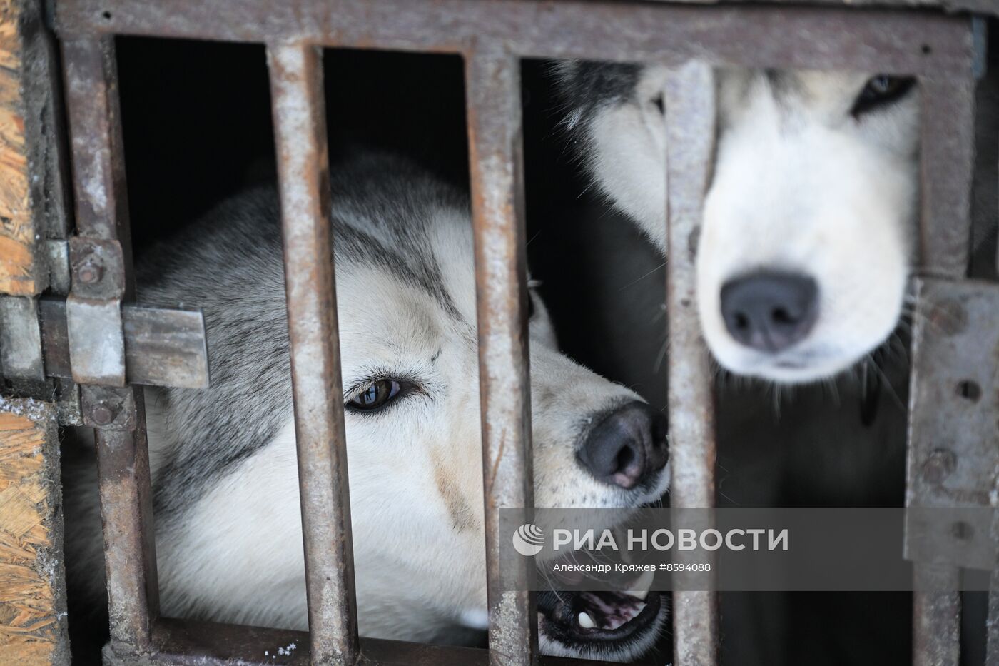 Чемпионат по ездовому спорту  "Рождественский заезд - 2024" в Новосибирске