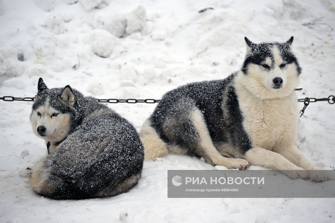 Чемпионат по ездовому спорту  "Рождественский заезд - 2024" в Новосибирске