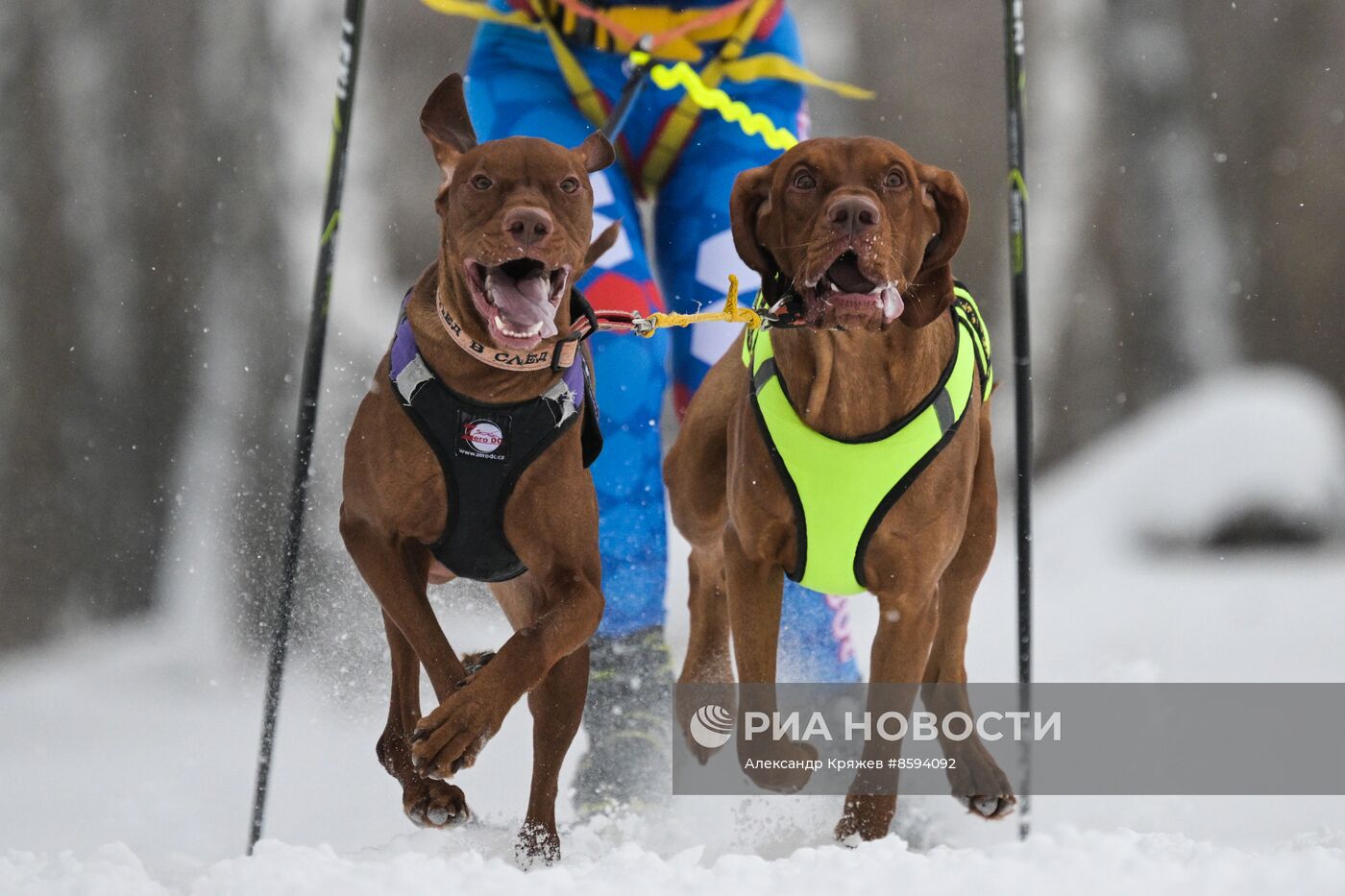Чемпионат по ездовому спорту "Рождественский заезд - 2024" в Новосибирске