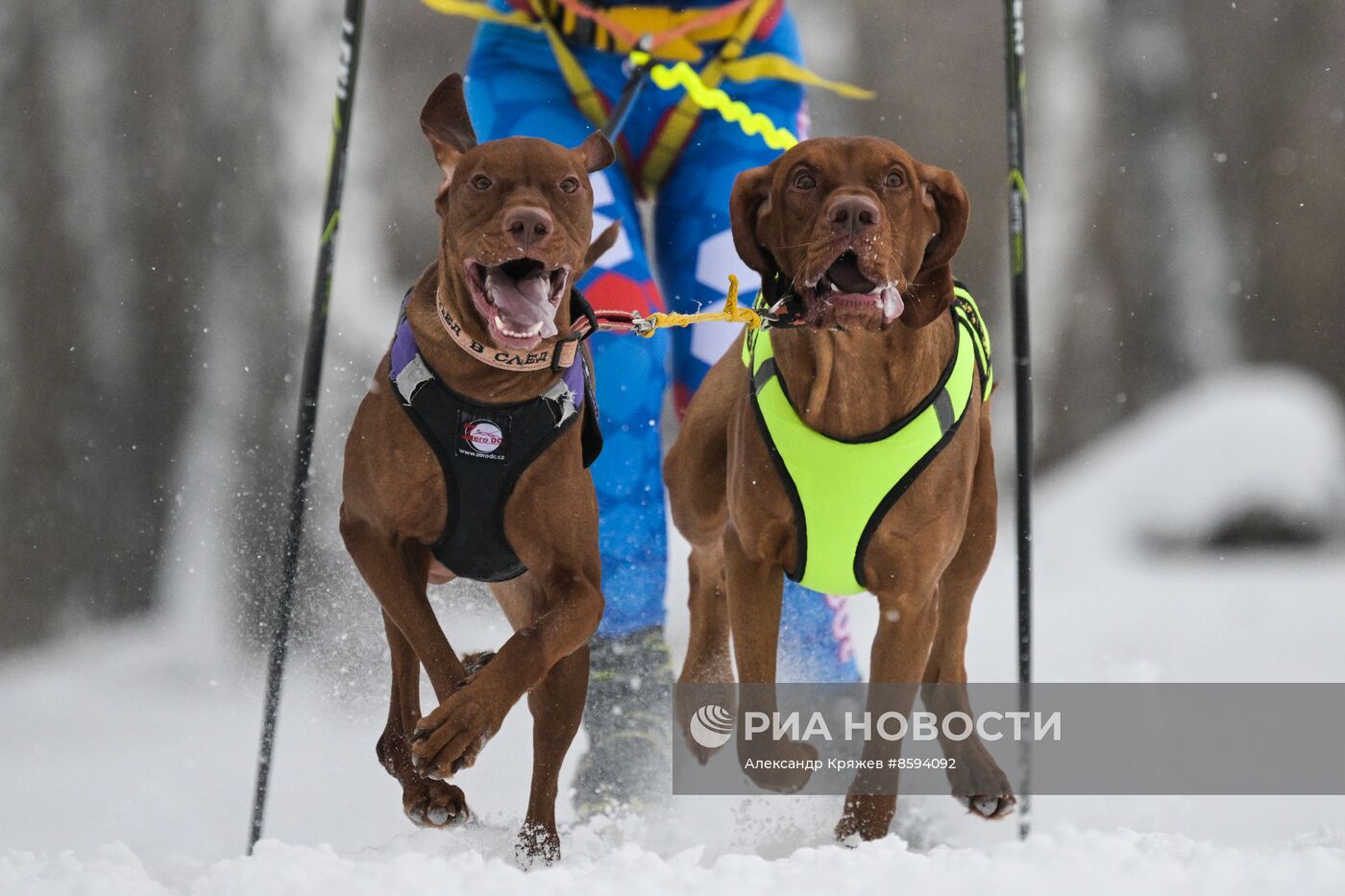 Чемпионат по ездовому спорту  "Рождественский заезд - 2024" в Новосибирске