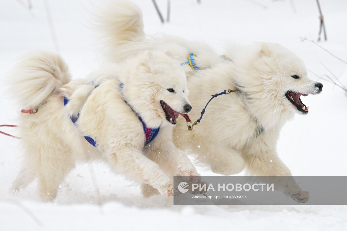 Чемпионат по ездовому спорту  "Рождественский заезд - 2024" в Новосибирске