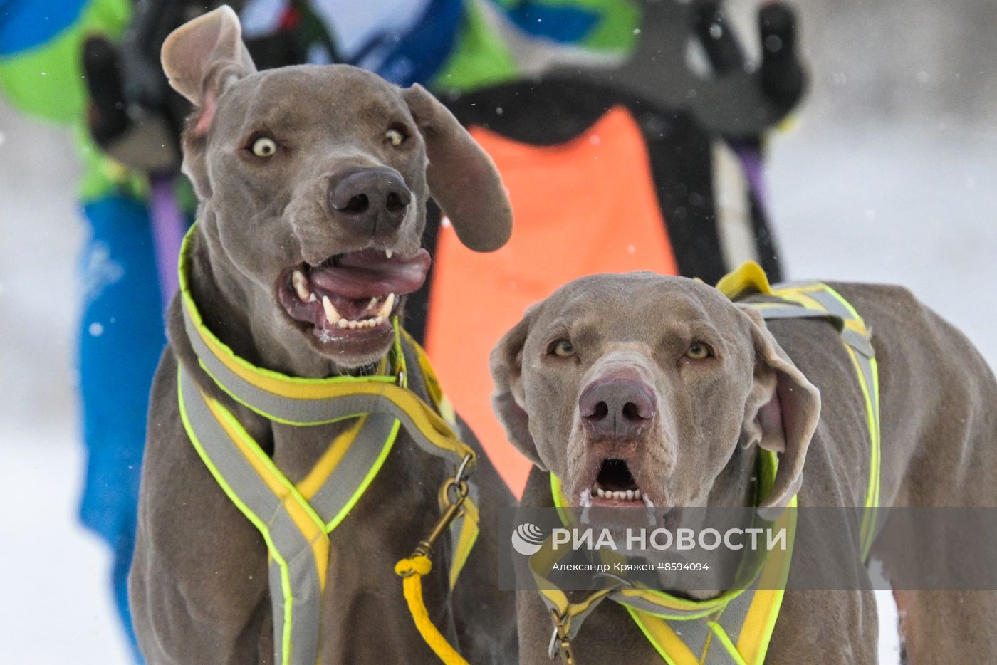 Чемпионат по ездовому спорту  "Рождественский заезд - 2024" в Новосибирске