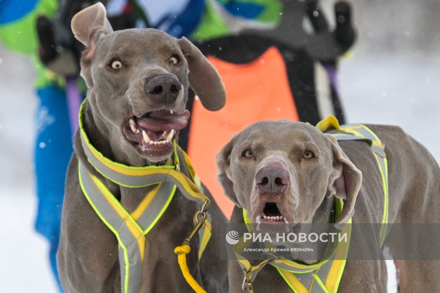 Чемпионат по ездовому спорту  "Рождественский заезд - 2024" в Новосибирске