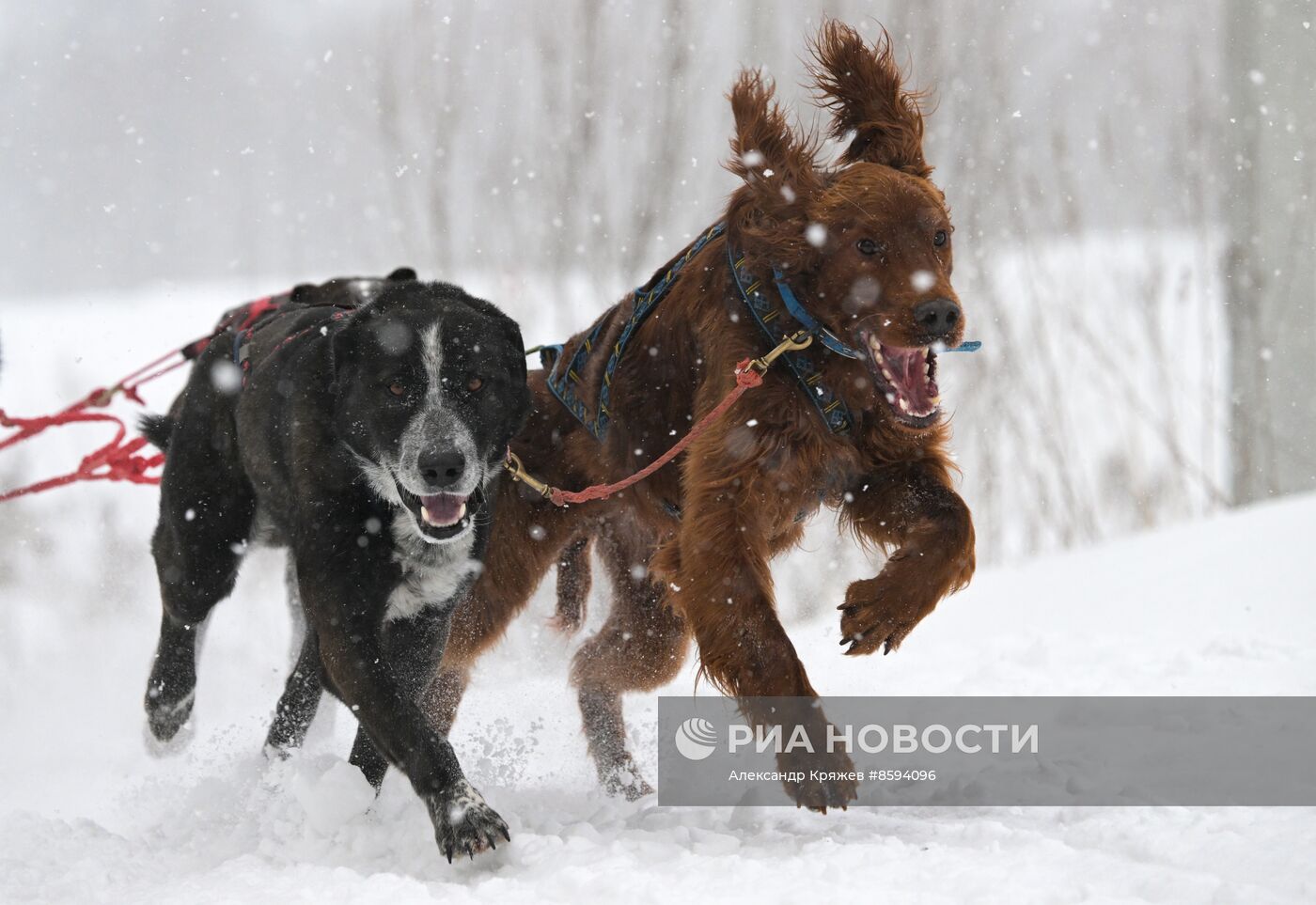 Чемпионат по ездовому спорту  "Рождественский заезд - 2024" в Новосибирске