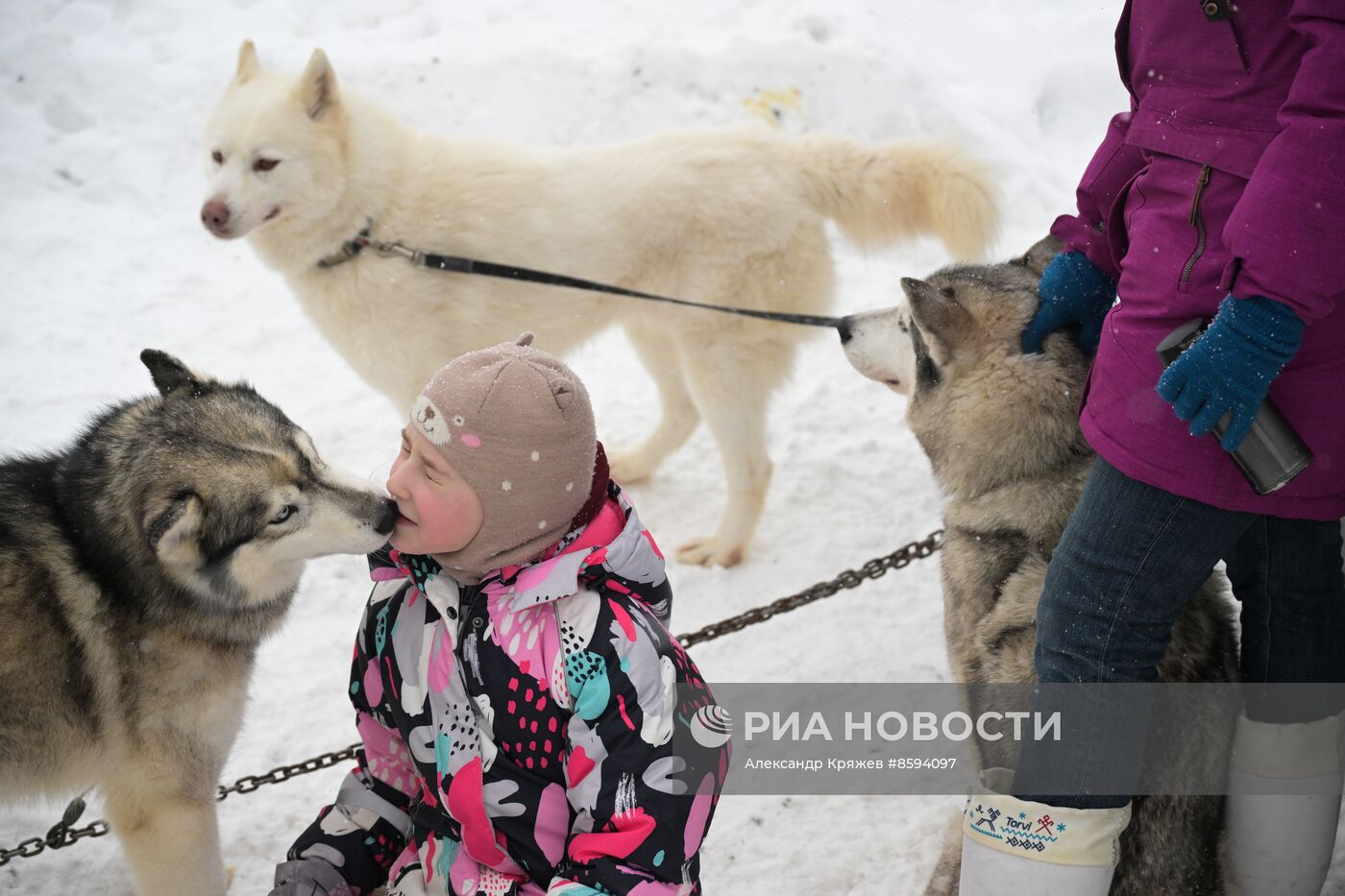 Чемпионат по ездовому спорту  "Рождественский заезд - 2024" в Новосибирске