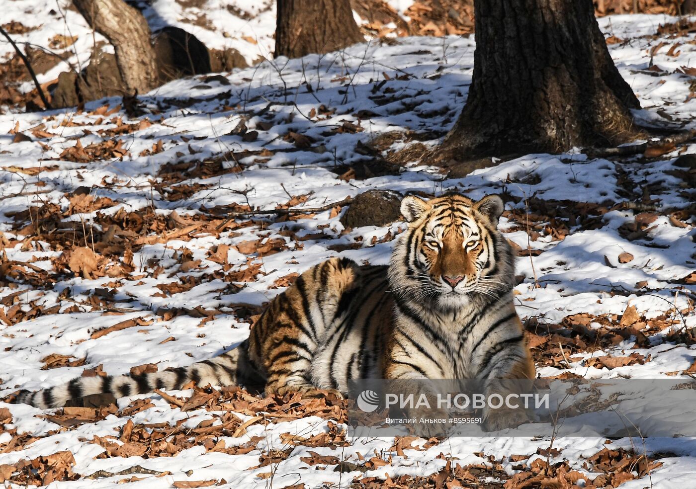 Работа Приморского сафари-парка