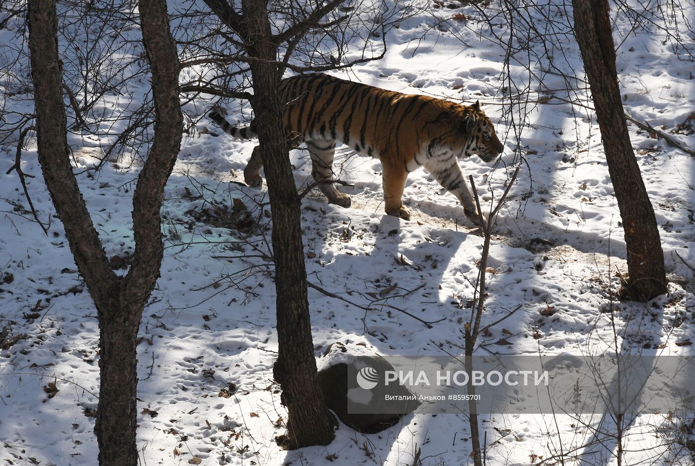 Работа Приморского сафари-парка