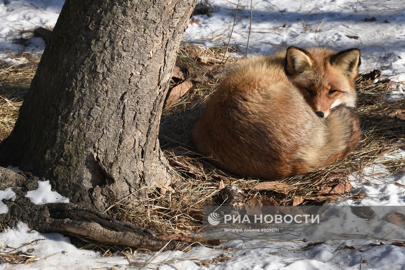 Работа Приморского сафари-парка