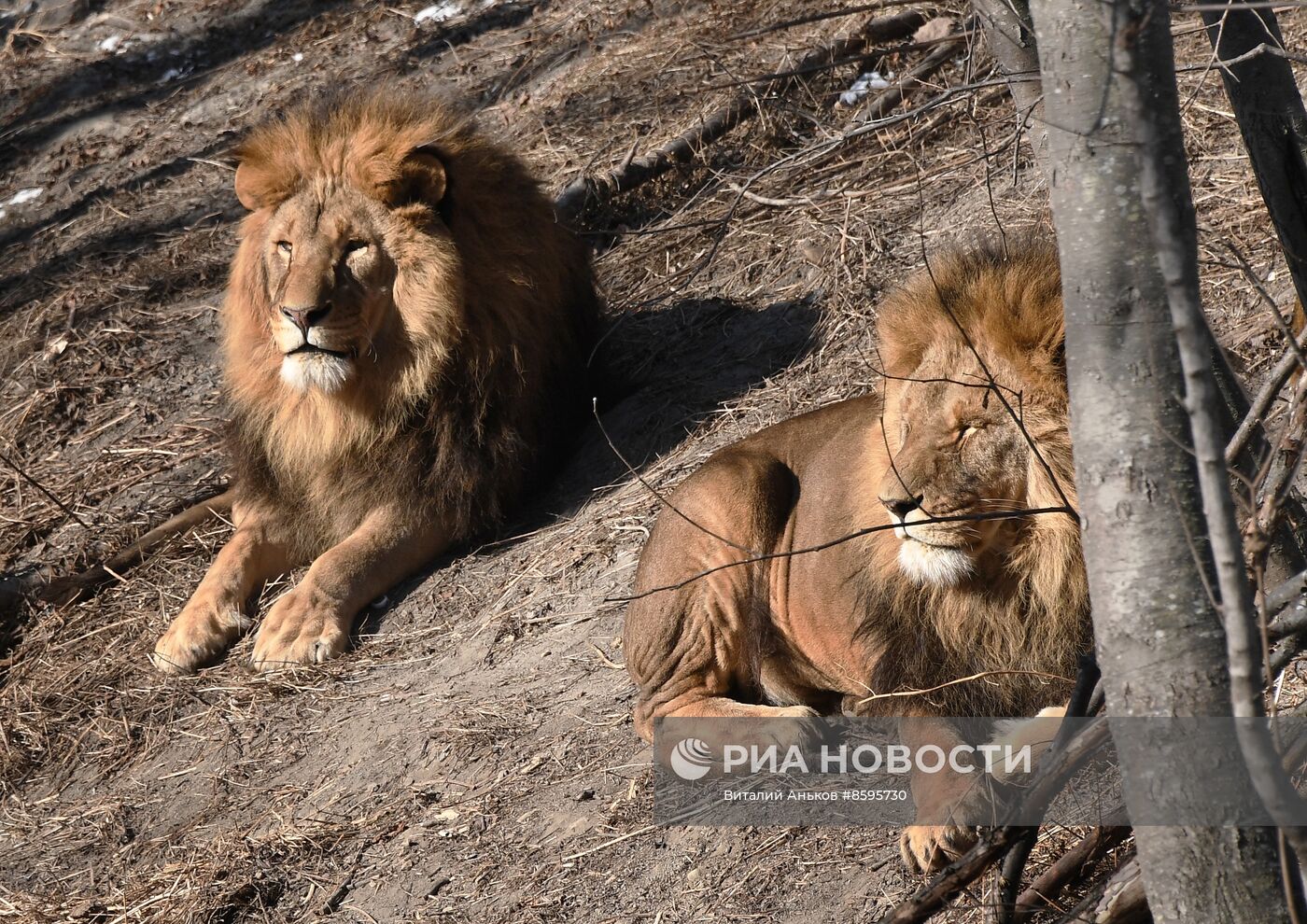 Работа Приморского сафари-парка