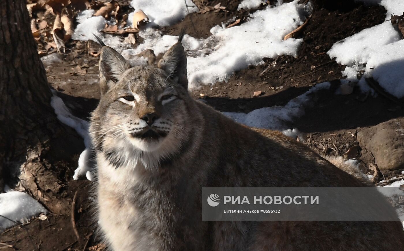 Работа Приморского сафари-парка