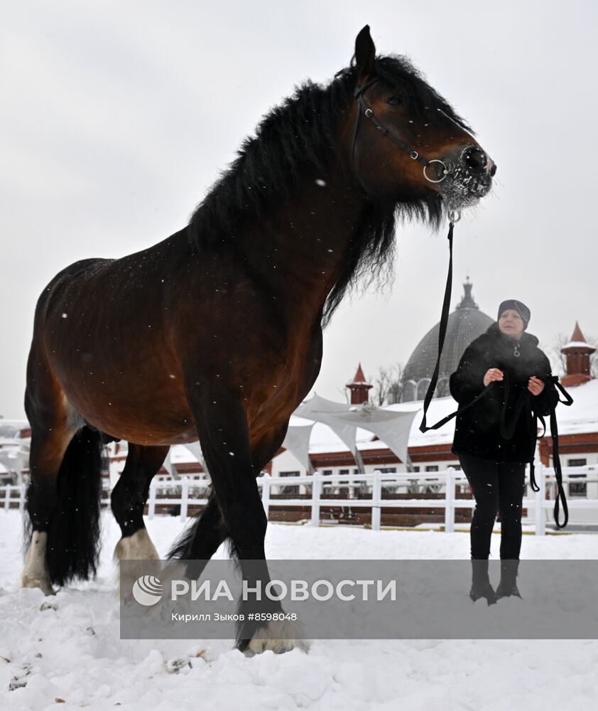 Выставка "Россия". Демонстрация лошадей породы "Владимирский тяжеловоз"