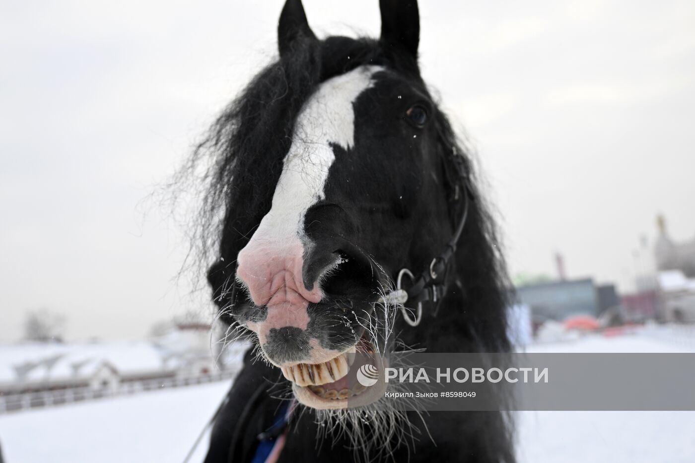 Выставка "Россия". Демонстрация лошадей породы "Владимирский тяжеловоз"