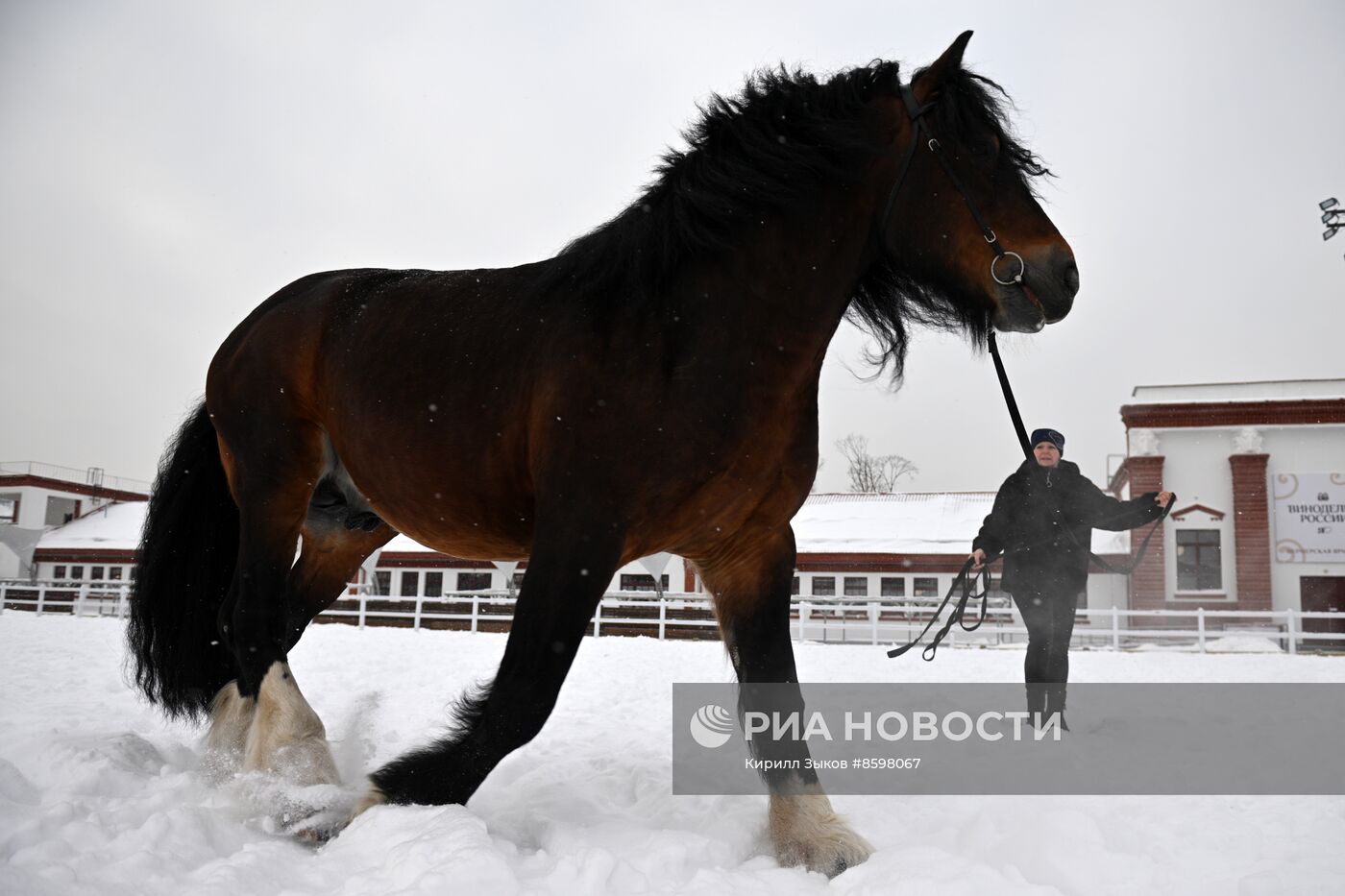 Выставка "Россия". Демонстрация лошадей породы "Владимирский тяжеловоз"