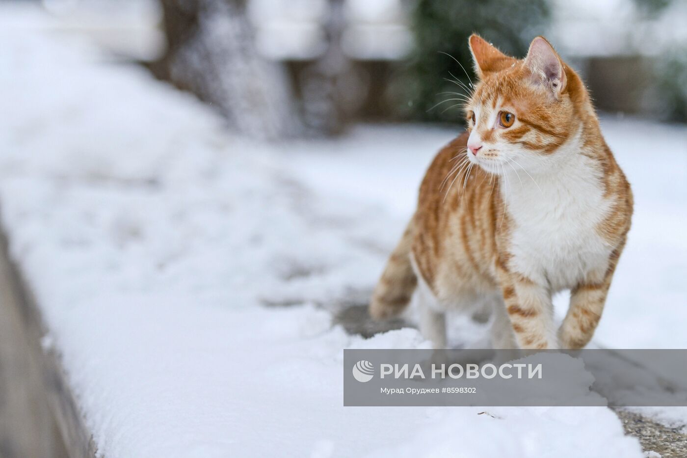 Снегопад в Баку