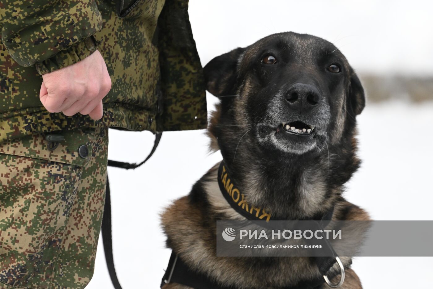 Выставка "Россия". Кинологи ФТС показали навыки служебных собак в формате мастер-класса