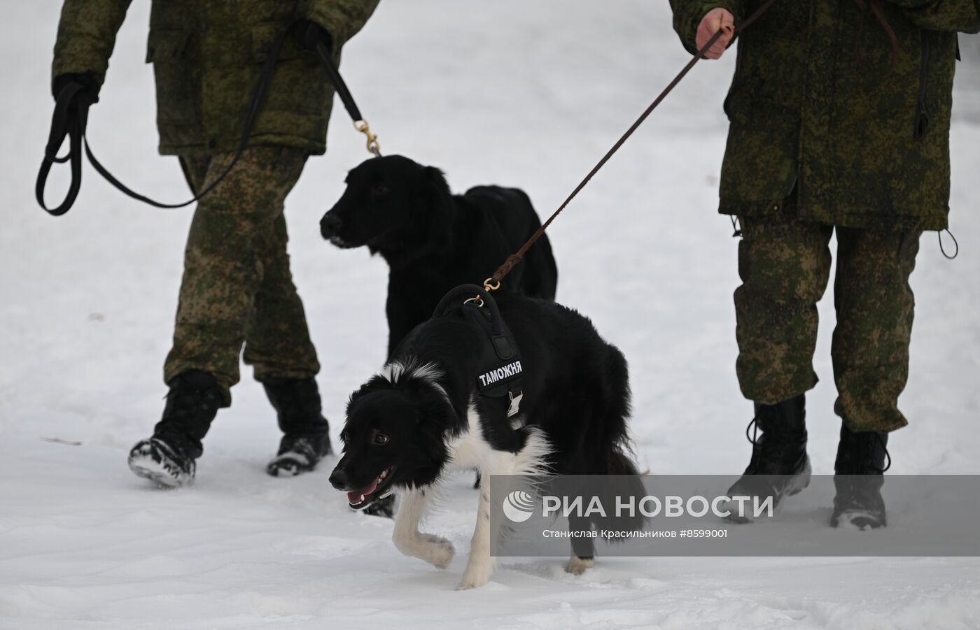 Выставка "Россия". Кинологи ФТС показали навыки служебных собак в формате мастер-класса