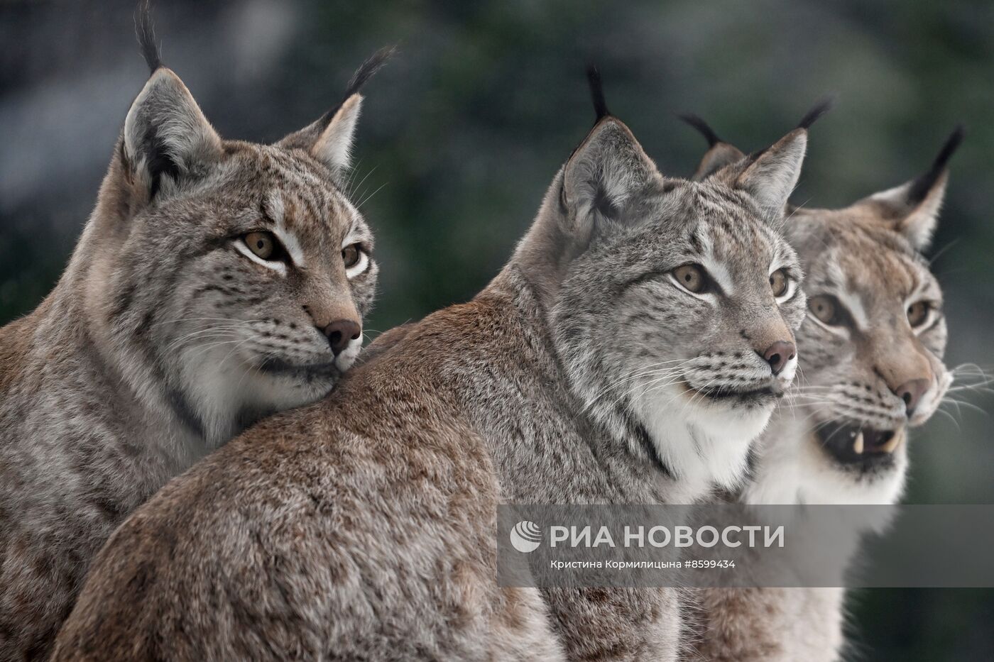 Московский зоопарк