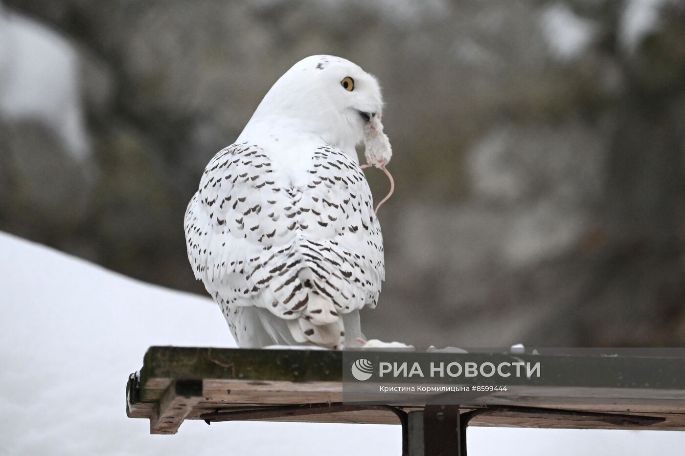 Московский зоопарк