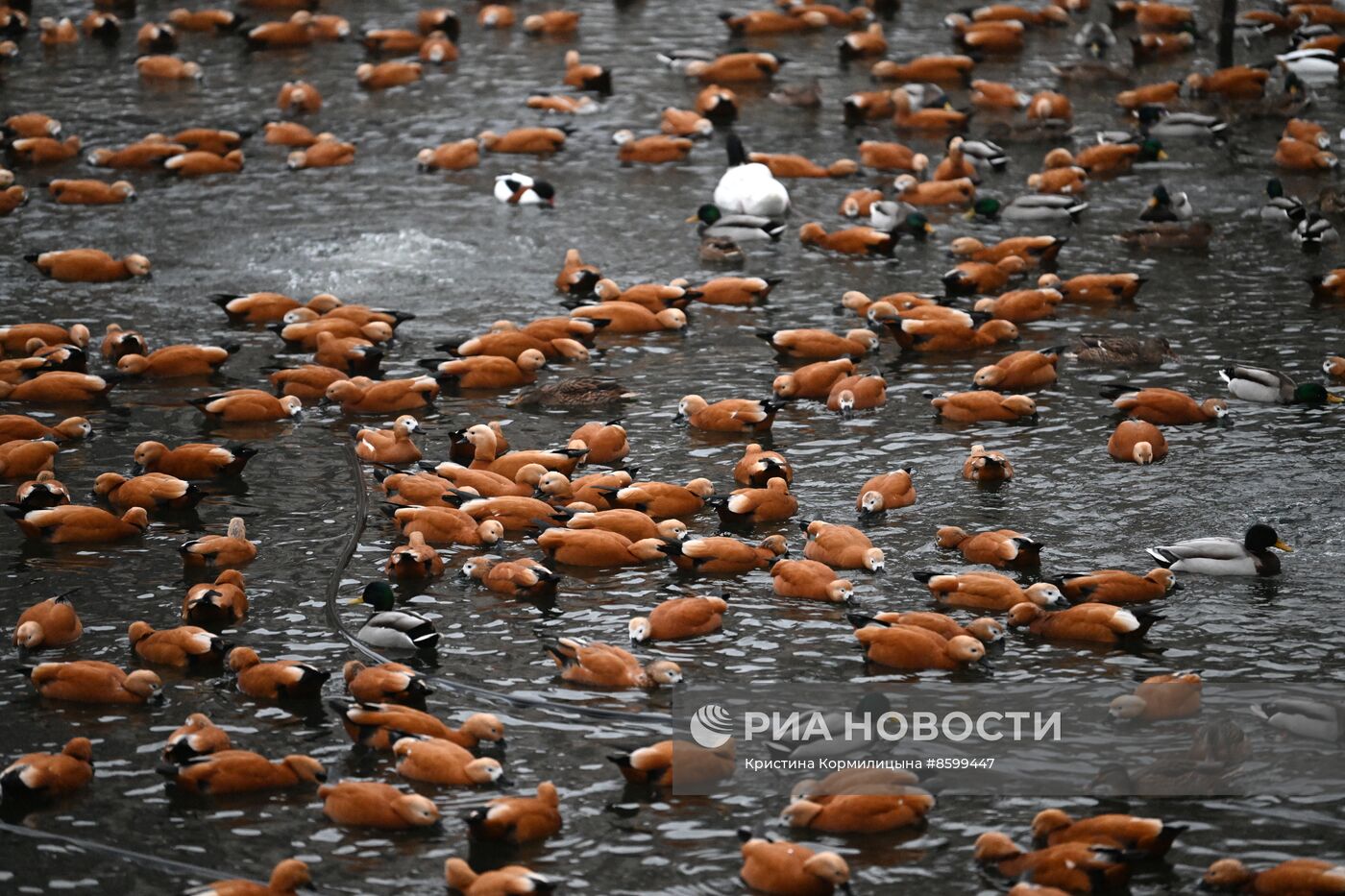 Московский зоопарк