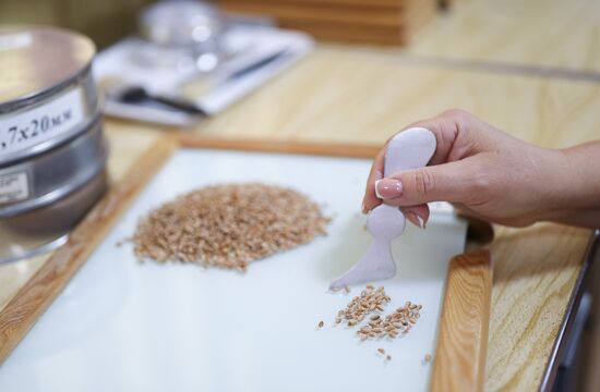 Производство муки в Краснодарском крае