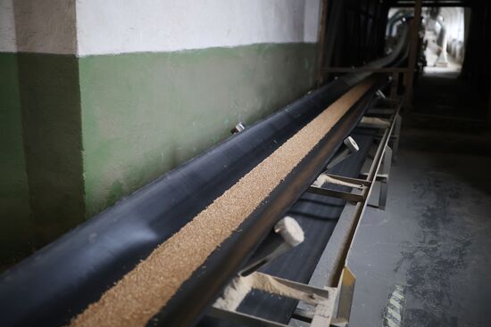 Производство муки в Краснодарском крае