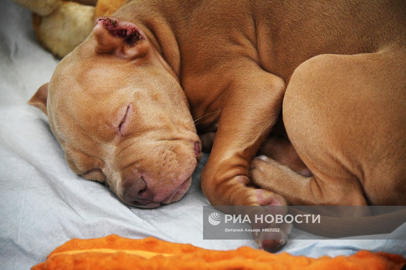 Выставка котят и щенков во Владивостоке