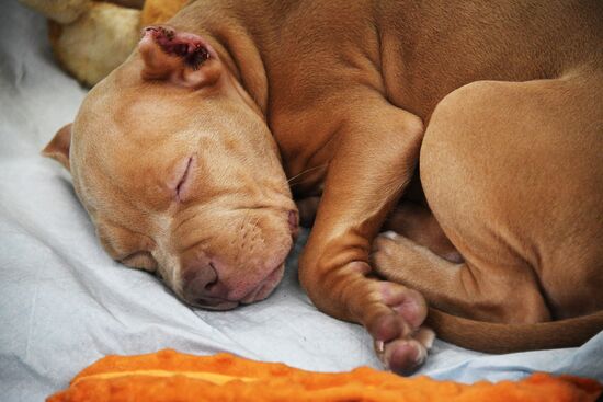 Выставка котят и щенков во Владивостоке