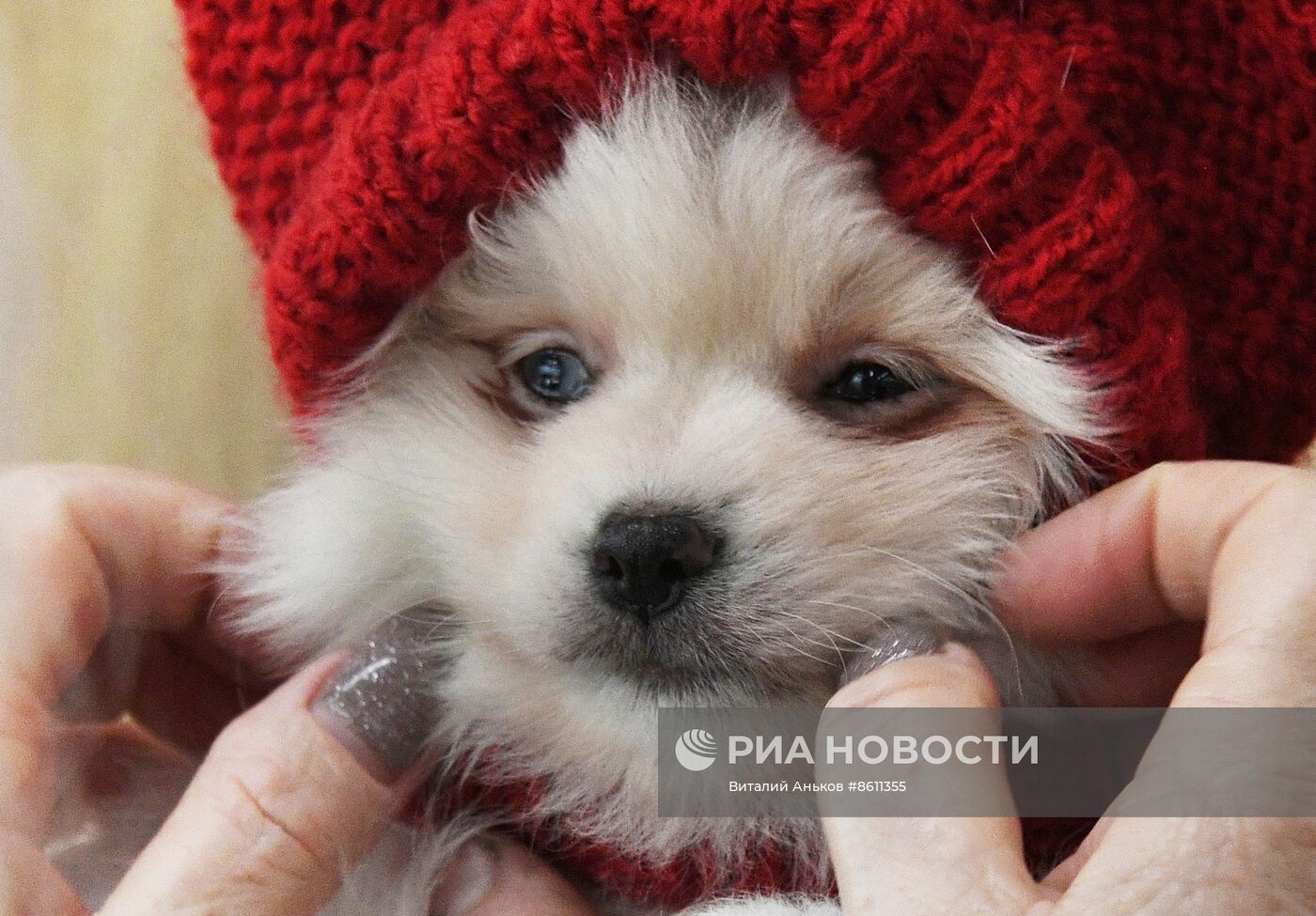 Выставка котят и щенков во Владивостоке