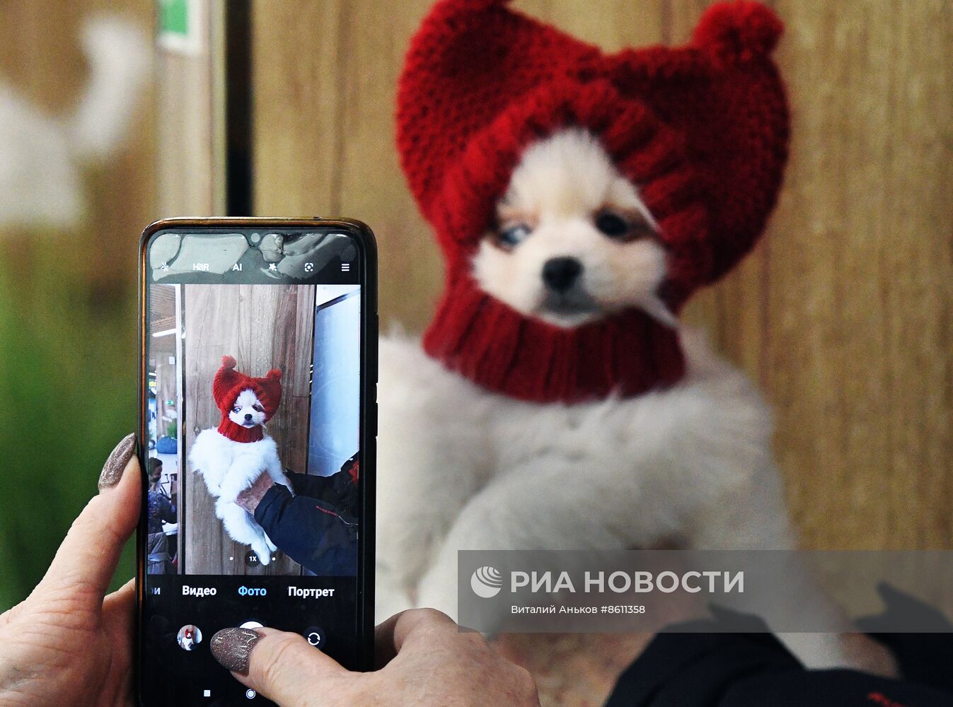 Выставка котят и щенков во Владивостоке